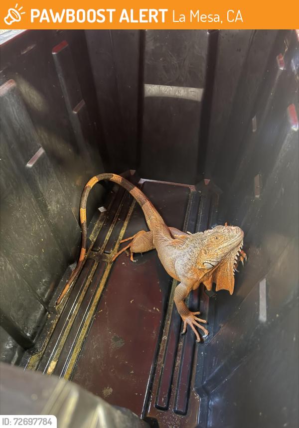 Found/Stray Unknown Reptile last seen Dalas, La Mesa, CA 91942