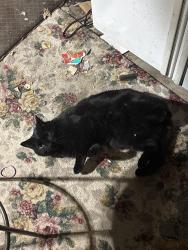 Lost Unknown Cat last seen Near Yellowstone road out back of the building, Cheyenne, WY 82009