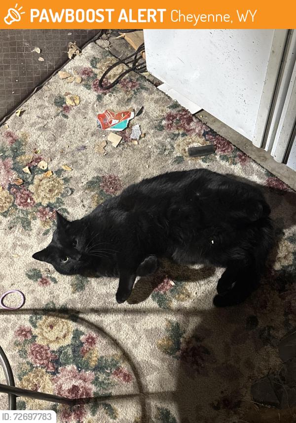 Lost Unknown Cat last seen Near Yellowstone road out back of the building, Cheyenne, WY 82009