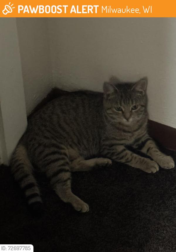 Found/Stray Unknown Cat last seen Lapham boulevard street, Milwaukee, WI 53204