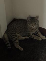 Found/Stray Unknown Cat last seen Lapham boulevard street, Milwaukee, WI 53204