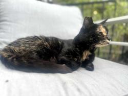 Lost Female Cat last seen Sulllivan's Gulch, Portland, OR 97232