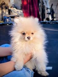 Lost Male Dog last seen Near ave & thomas, Phoenix, AZ 85031