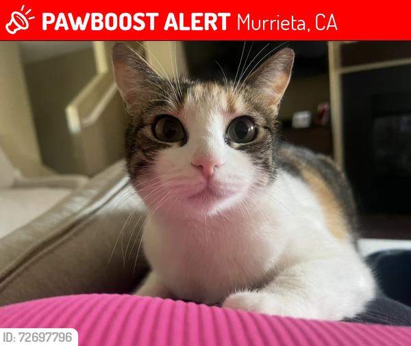 Lost Female Cat last seen Mapleton, Murrieta, CA 92562