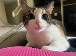 Lost Female Cat last seen Mapleton, Murrieta, CA 92562