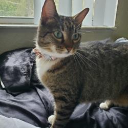 Lost Female Cat last seen Near Petunia Terrace, Sanford, FL ,32771, Sanford, FL 32771