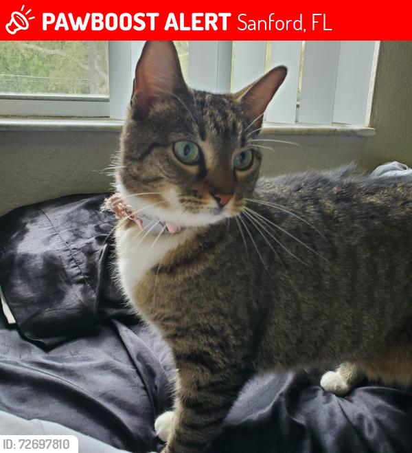 Lost Female Cat last seen Near Petunia Terrace, Sanford, FL ,32771, Sanford, FL 32771