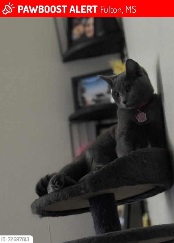 Lost Female Cat last seen Lakewood subdivision , Fulton, MS 38843