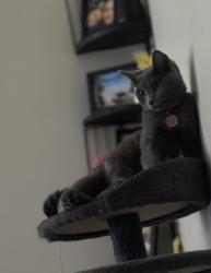 Lost Female Cat last seen Lakewood subdivision , Fulton, MS 38843