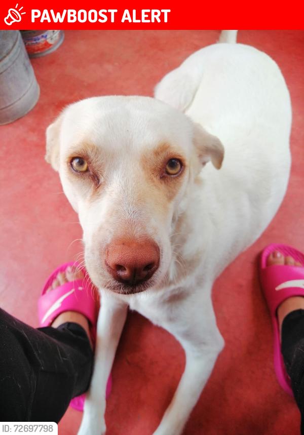 Lost Female Dog last seen Avenida ojo de tigre 290. Fracc. Jardines del pedregal, Tuxtla Gutiérrez, Chis. 29049