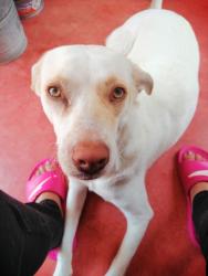 Lost Female Dog last seen Avenida ojo de tigre 290. Fracc. Jardines del pedregal, Tuxtla Gutiérrez, Chis. 29049