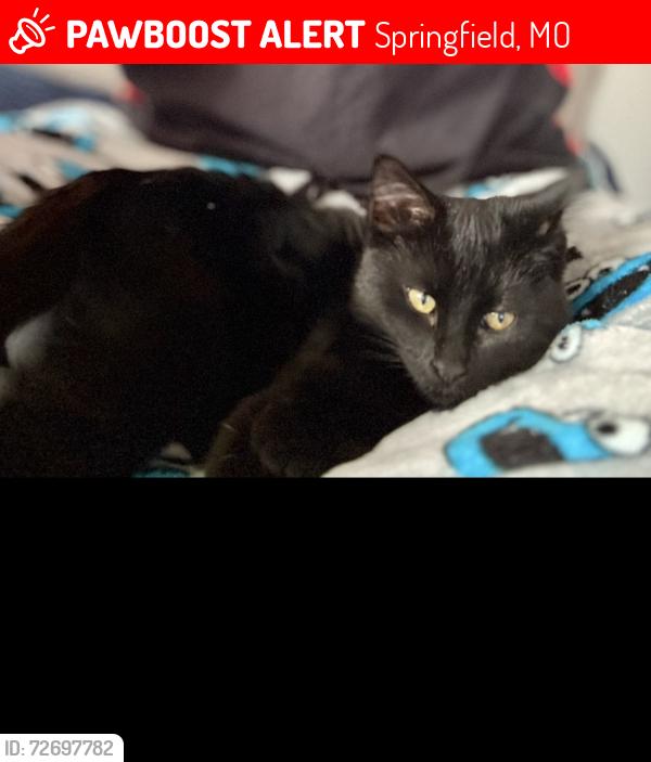 Lost Female Cat last seen Near S Robberson Ave, Springfield, MO 65810