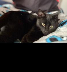 Lost Female Cat last seen Near S Robberson Ave, Springfield, MO 65810