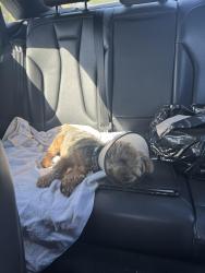 Lost Male Dog last seen Brookside Dr. and Stratford Way  in Garden Grove , Garden Grove, CA 92840