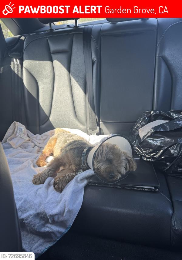 Lost Male Dog last seen Brookside Dr. and Stratford Way  in Garden Grove , Garden Grove, CA 92840
