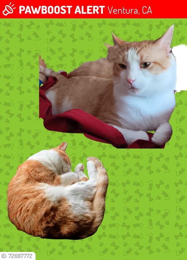 Lost Male Cat last seen Webster st X Thille st Capes at Ventura apmts (across from Ventura court hse) , Ventura, CA 93003