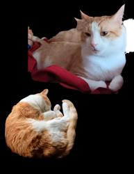 Lost Male Cat last seen Webster st X Thille st Capes at Ventura apmts (across from Ventura court hse) , Ventura, CA 93003