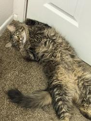 Lost Male Cat last seen Troy and 14th ST, Pueblo, CO 81001