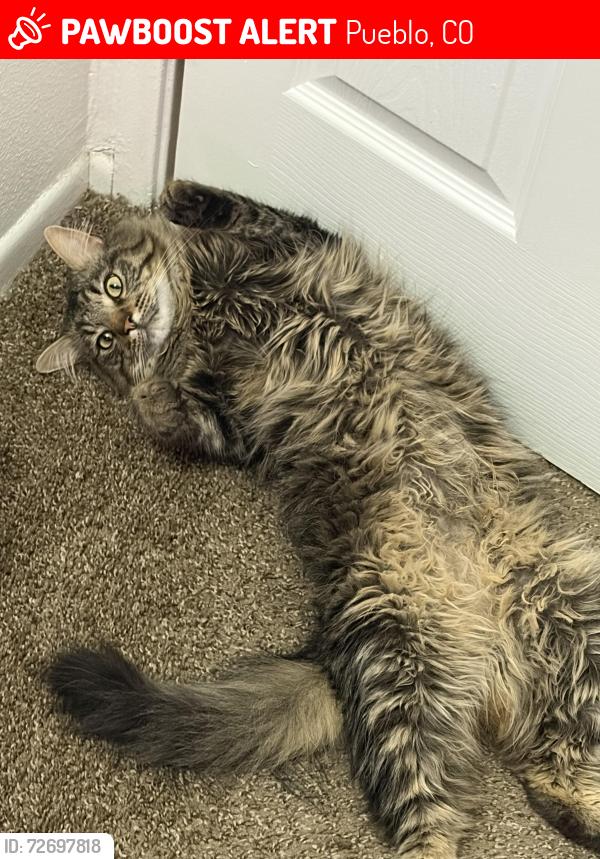 Lost Male Cat last seen Troy and 14th ST, Pueblo, CO 81001