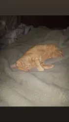 Lost Male Cat last seen In between Parkview cemetery and lipman produce on frenchcamp rd., San Joaquin County, CA 95336