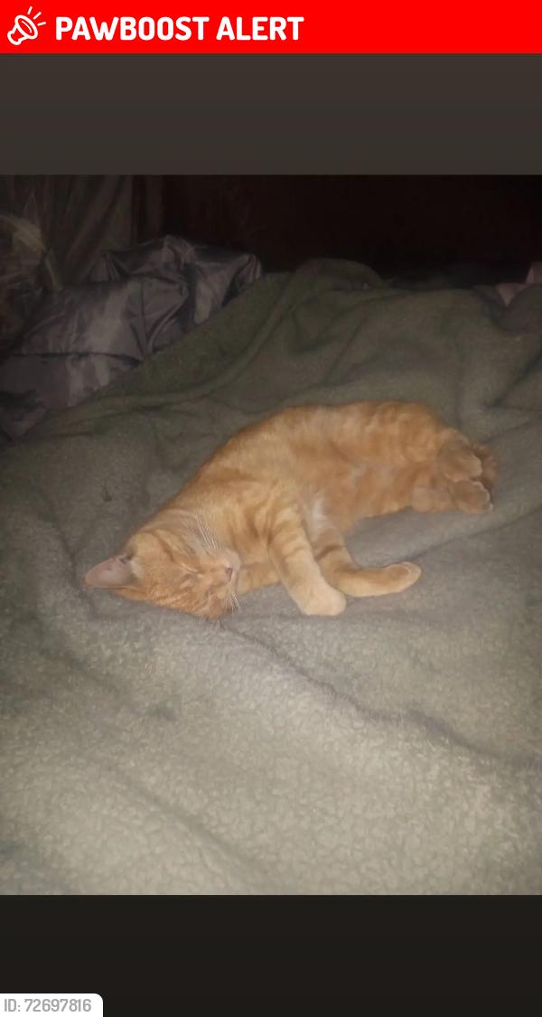 Lost Male Cat last seen In between Parkview cemetery and lipman produce on frenchcamp rd., San Joaquin County, CA 95336