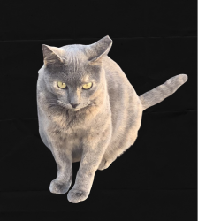Lost Female Cat last seen W 80th Ave and N Wolff s , Westminster, CO 80031