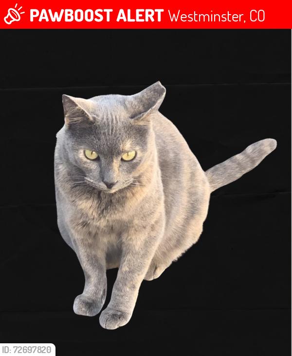 Lost Female Cat last seen W 80th Ave and N Wolff s , Westminster, CO 80031