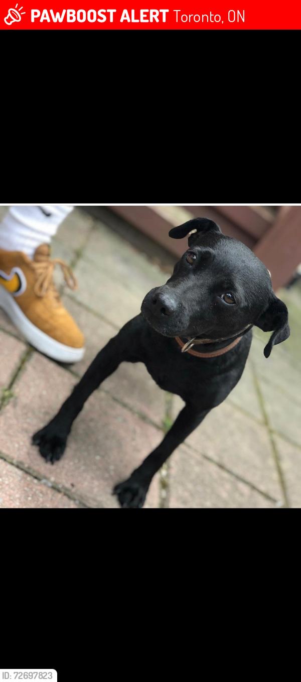 Lost Male Dog last seen Vaughan and northcliffe, Toronto, ON 