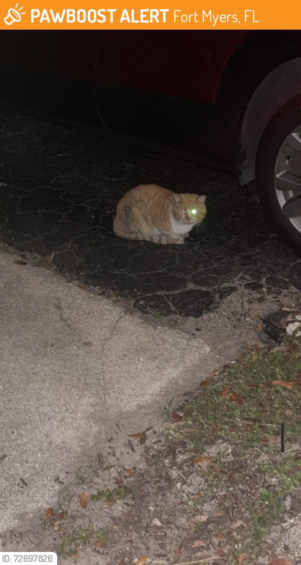 Found/Stray Unknown Cat last seen Red cedar apmts, Fort Myers, FL 33907