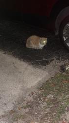 Found/Stray Unknown Cat last seen Red cedar apmts, Fort Myers, FL 33907