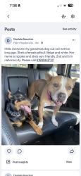 Lost Female Dog last seen B street, National City, CA 91950