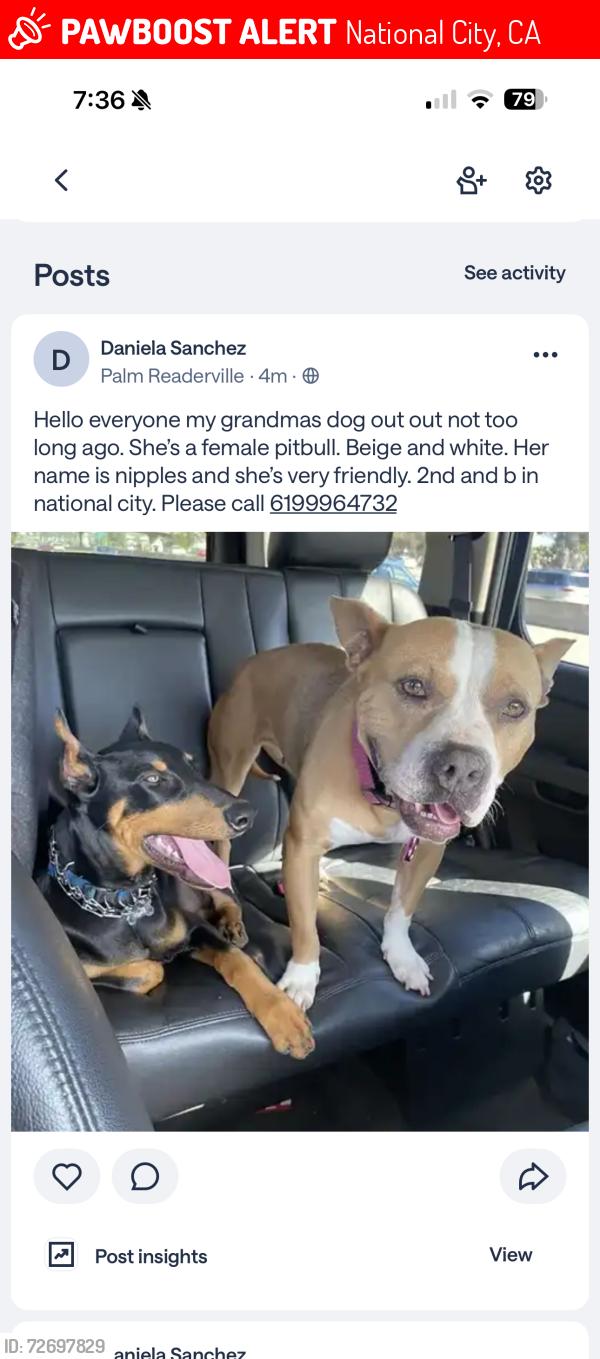 Lost Female Dog last seen B street, National City, CA 91950