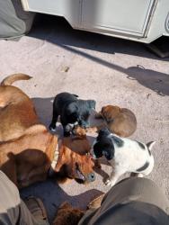 Lost Male Dog last seen Del Rosa at Eaby Dr. Phelan, CA., Phelan, CA 92371
