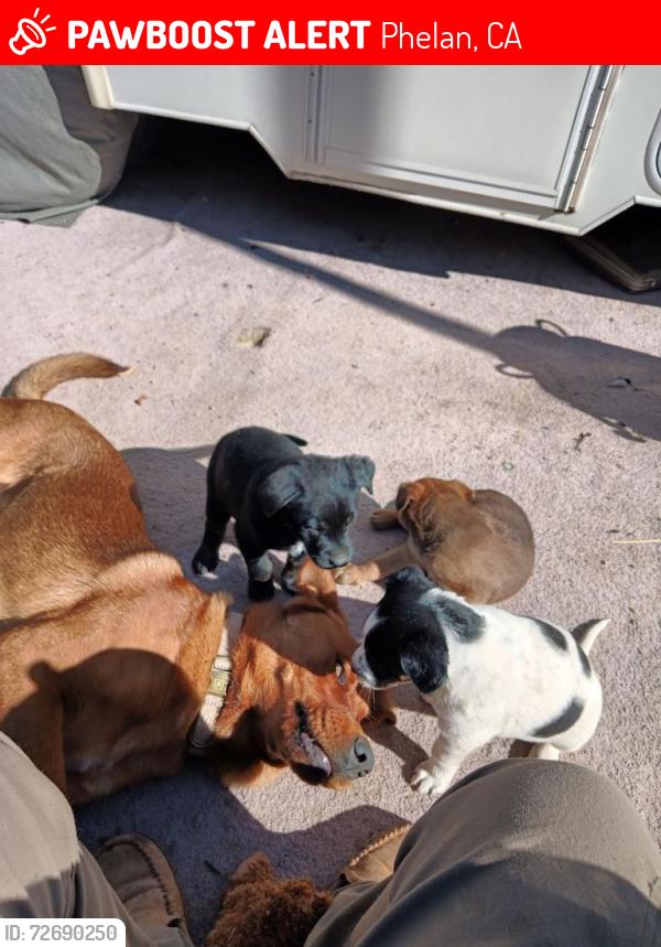 Lost Male Dog last seen Del Rosa at Eaby Dr. Phelan, CA., Phelan, CA 92371