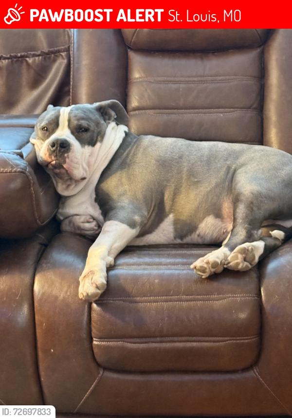 Lost Male Dog last seen Macklind and Daggett , St. Louis, MO 63110