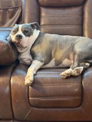 Lost Male Dog last seen Macklind and Daggett , St. Louis, MO 63110