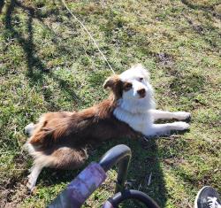 Lost Female Dog last seen Grandview Cumberland Co, Crossville, TN 38555