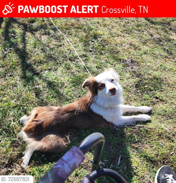 Lost Female Dog last seen Grandview Cumberland Co, Crossville, TN 38555