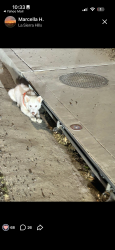 Found/Stray Unknown Dog last seen La sierra , Riverside, CA 92505