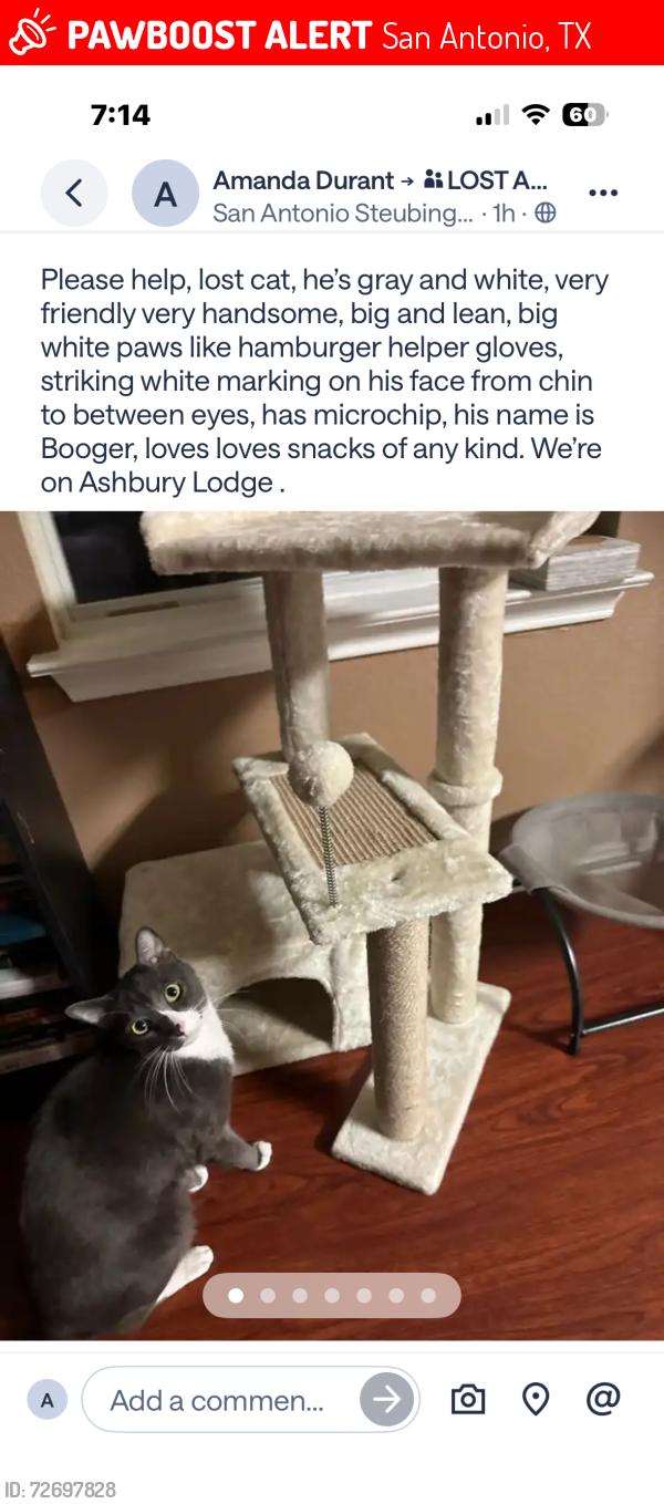 Lost Male Cat last seen Ashbury Lodge and Argyle Way, very near to Harris middle school, San Antonio, TX 78247