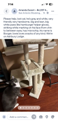 Lost Male Cat last seen Ashbury Lodge and Argyle Way, very near to Harris middle school, San Antonio, TX 78247