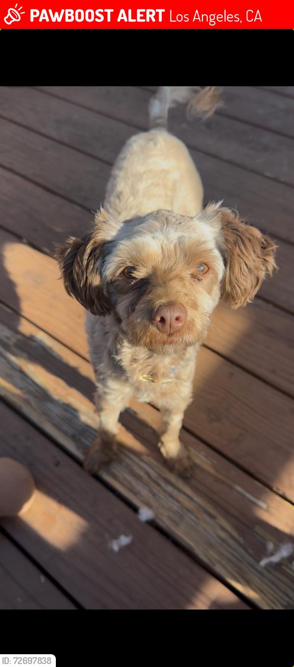 Lost Female Dog last seen Benton and Beverly blvd , Los Angeles, CA 90026
