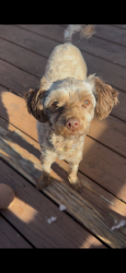 Lost Female Dog last seen Benton and Beverly blvd , Los Angeles, CA 90026