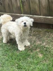 Lost Male Dog last seen Dexter middle school , Memphis, TN 38018