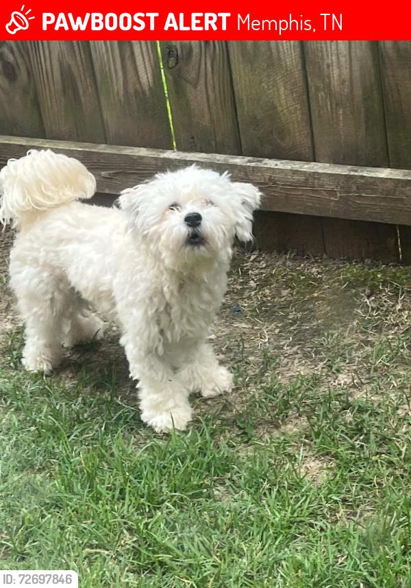 Lost Male Dog last seen Dexter middle school , Memphis, TN 38018