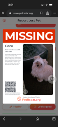 Lost Female Dog last seen Near riverlinks boulevard east, Helensvale , Helensvale, QLD 4212