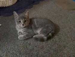 Lost Female Cat last seen S Old Walker Road/Big Bug Mesa Road, Yavapai County, AZ 86303