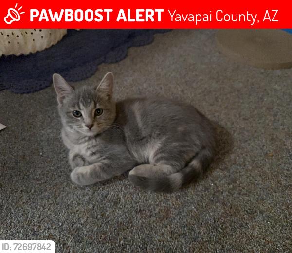 Lost Female Cat last seen S Old Walker Road/Big Bug Mesa Road, Yavapai County, AZ 86303