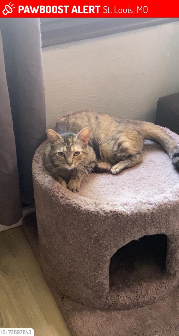 Lost Female Cat last seen Marcus an Shreve , St. Louis, MO 63103