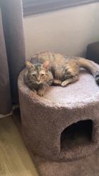 Lost Female Cat last seen Marcus an Shreve , St. Louis, MO 63103